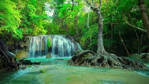 Emerald Jungle River